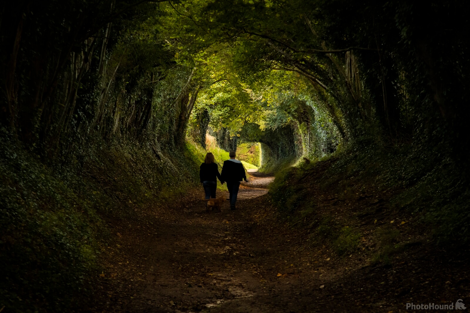 Image of Halnaker Tree Tunnel by Richard Joiner