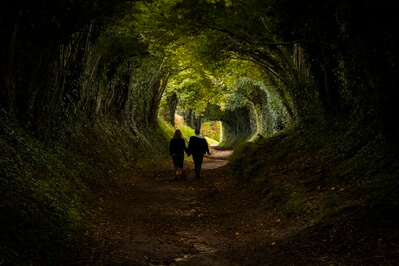 Picture of Halnaker Tree Tunnel - Halnaker Tree Tunnel