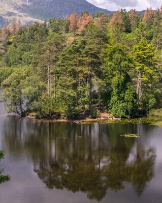 Picture of Tarn Hows, Lake District - Tarn Hows, Lake District