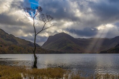 Picture of Buttermere lonely tree - Buttermere lonely tree