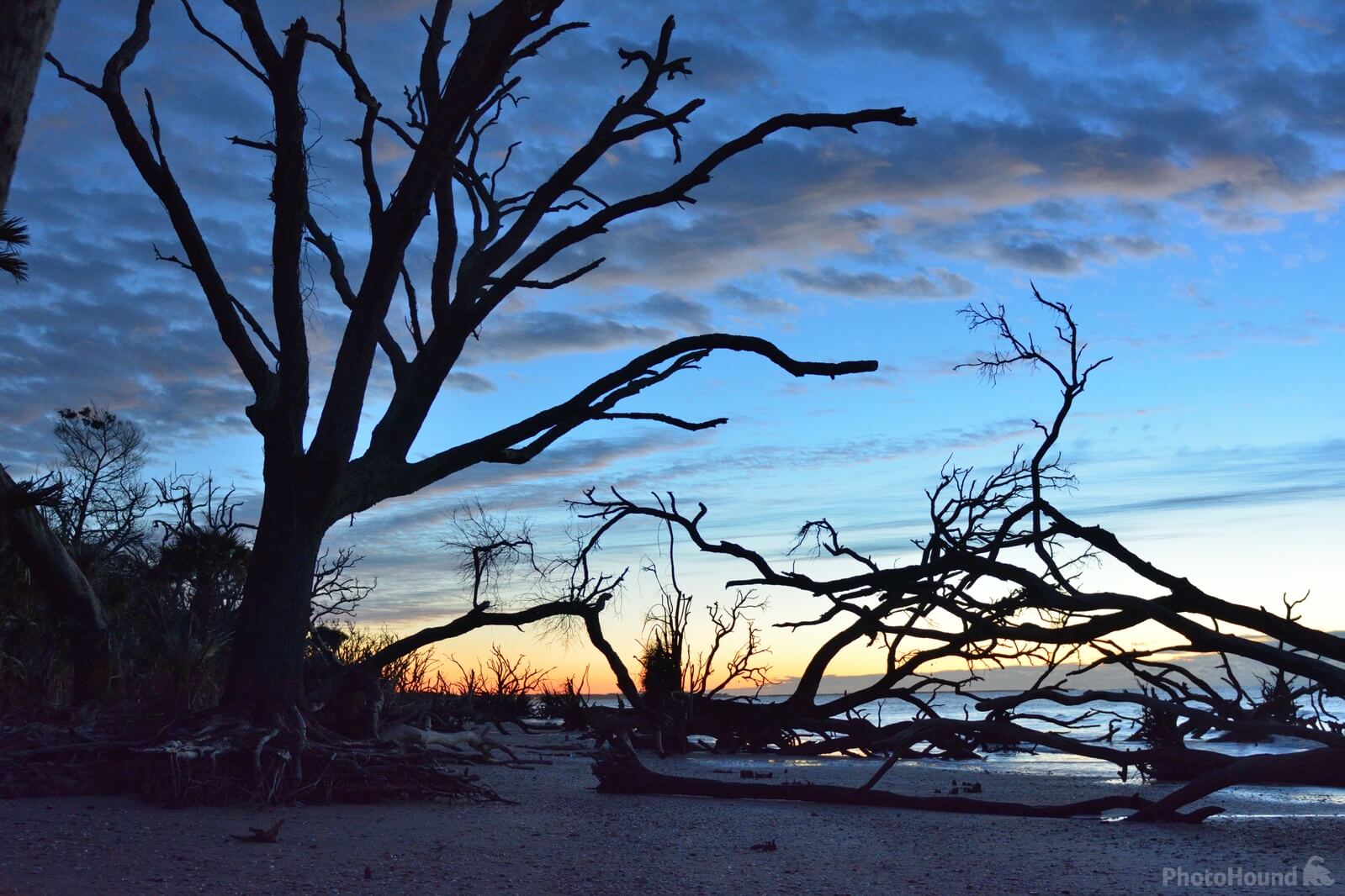 Image of Driftwood beach, Edisto Island, SC by Wayne Foote