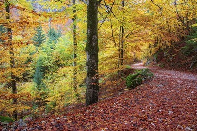 Forest in the valley in autumn colours