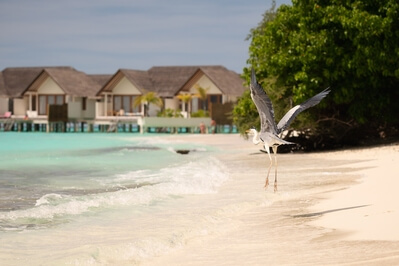 Maldives photos - Furaveri Resort