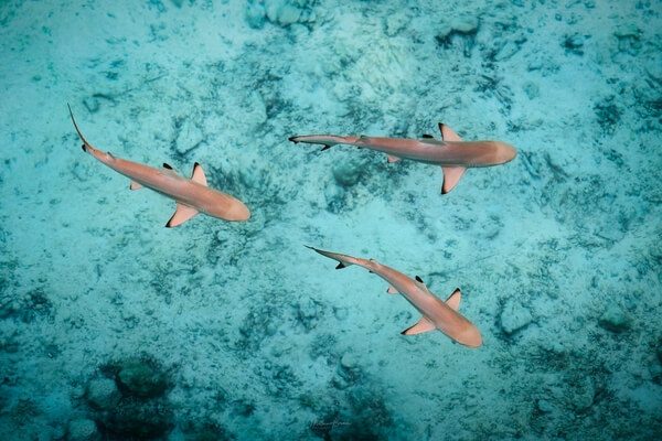 Black tipped reef sharks