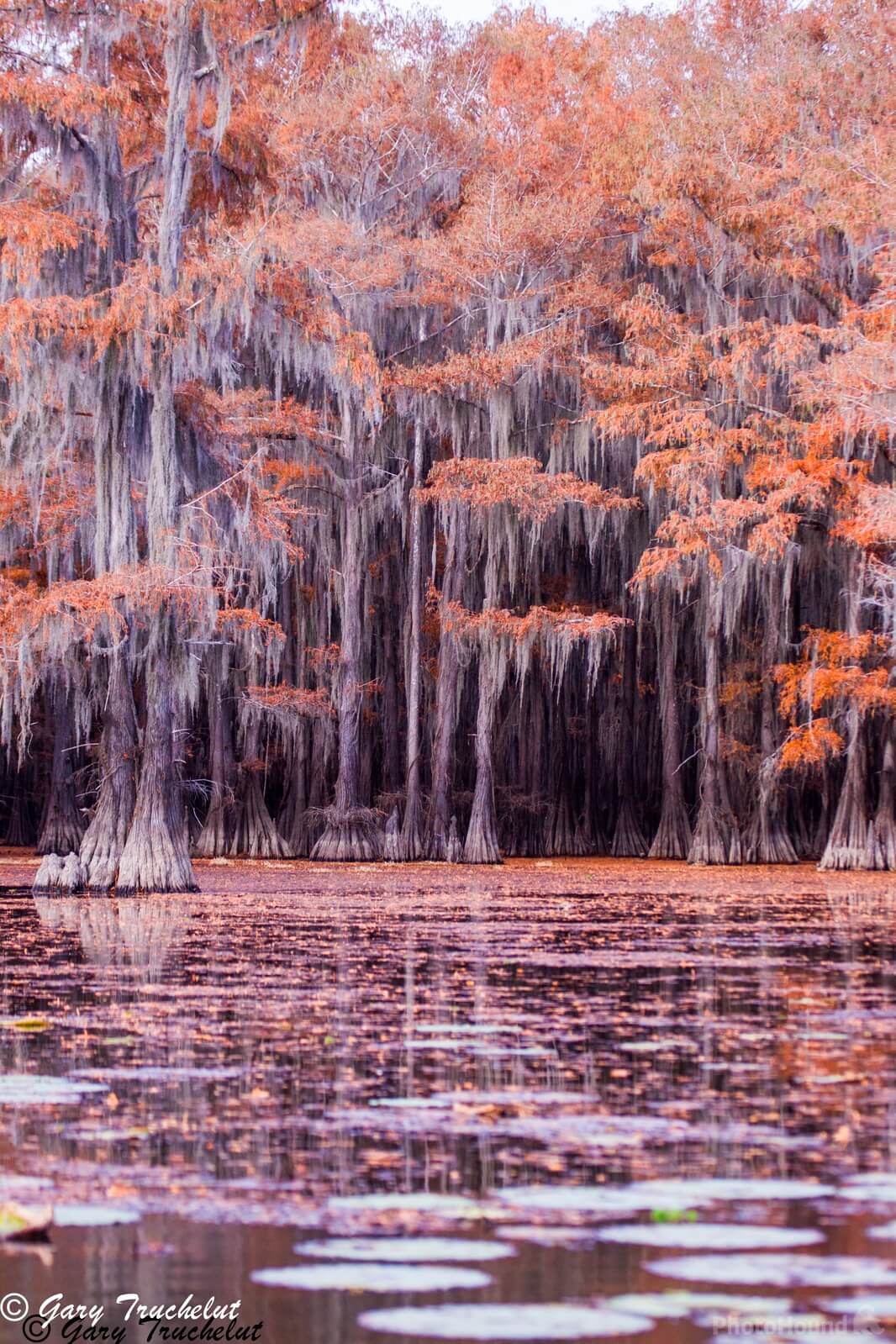 Image of Caddo Lake by Gary Truchelut