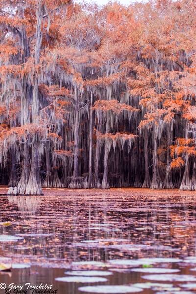 Spanish moss hangs from the orange trees as Lilly pads and fallen leaves float nearby.