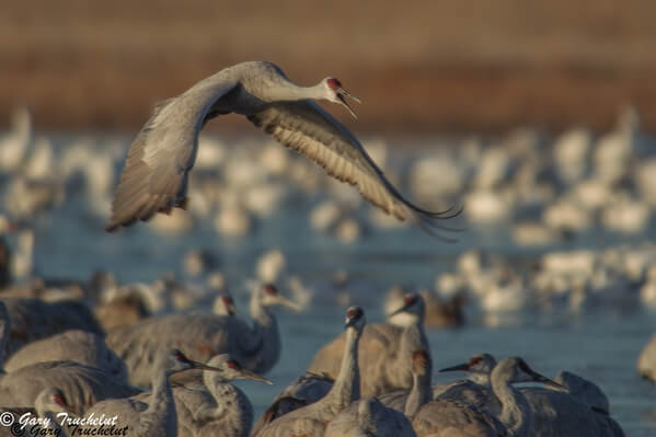 In winter thousands of geese and ducks inhabit the refuge, but the special guests are the Sandhill Cranes.