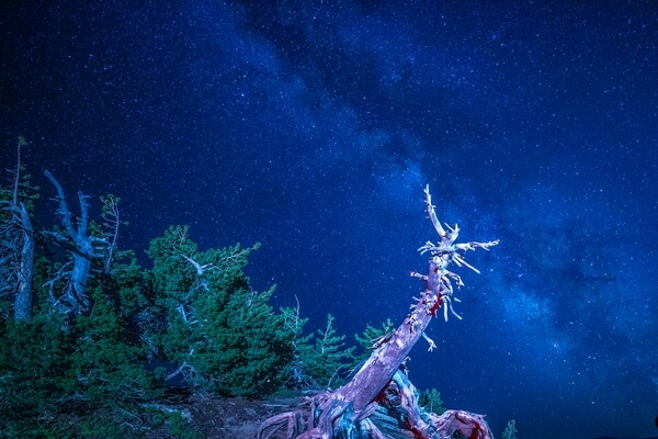 Night time shot of The Milky Way and White Pine trees