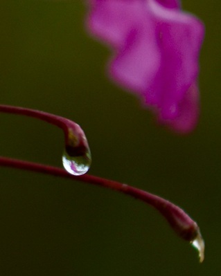 Blossom in fog droplet