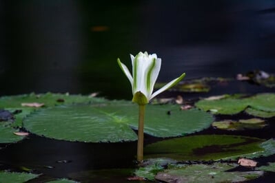Water lily in reflecting pool