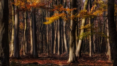 photography spots in United Kingdom - Bedford Purlieus Woods