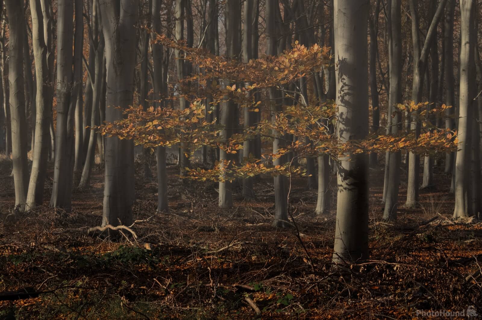 Image of Bedford Purlieus Woods by Andy Paterson
