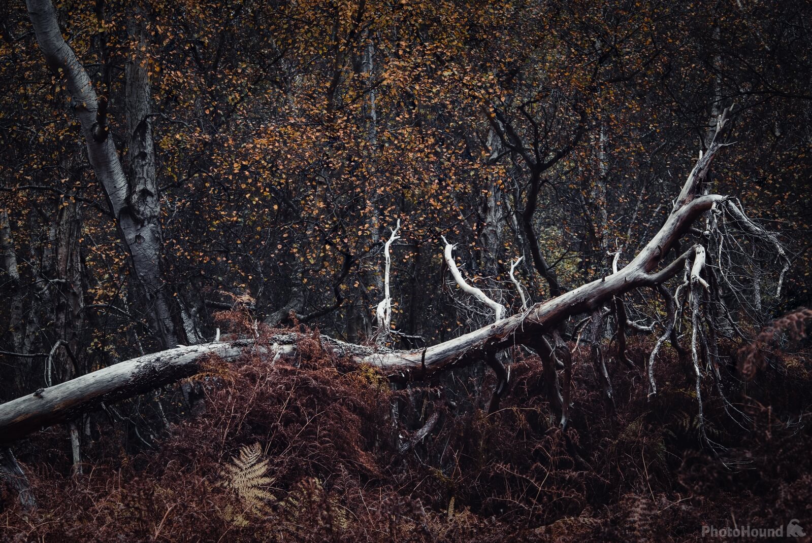 Image of Holme Fen Nature Reserve by Andy Paterson