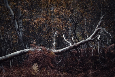 instagram spots in England - Holme Fen Nature Reserve