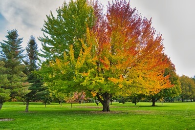 Picture of Yakima Arboretum - Yakima Arboretum