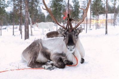 Finland instagram spots - Arctic Wilderness Center