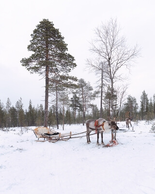 photos of Finland - Arctic Wilderness Center