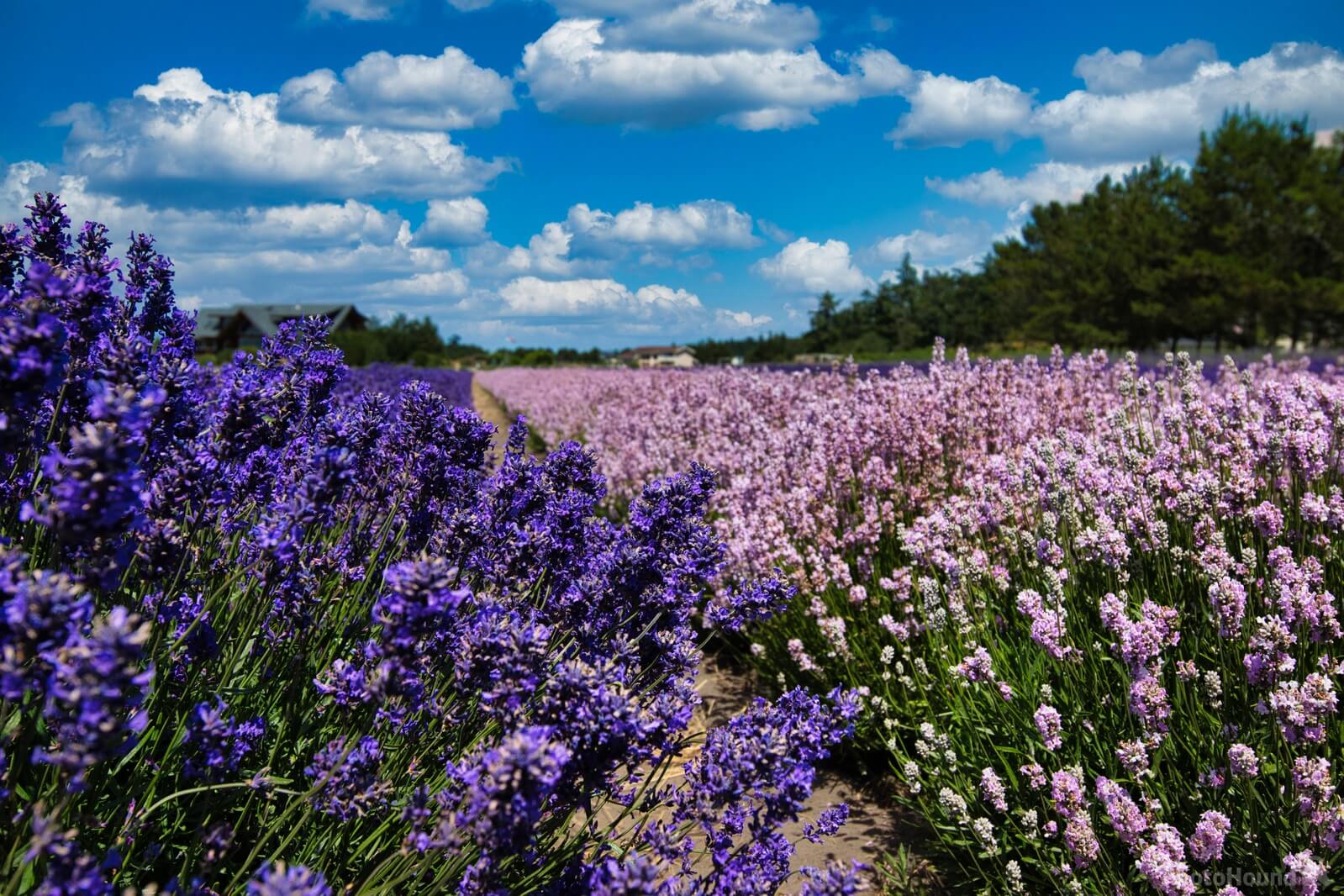 Image of Lavender Wind Farm by Steve West