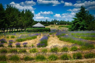 Picture of Lavender Wind Farm - Lavender Wind Farm
