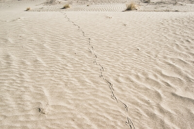 Photo of White Bluffs Sand Dunes - White Bluffs Sand Dunes