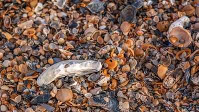 Edisto Beach is almost paved with seashells in some places.  This is at #7 access.