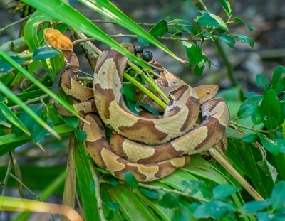 These two Copperhead snakes are huddling in the sun for warmth on a sunny tree branch in late October.  They are venomous.