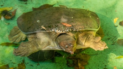 There is a water exhibit for turtles.  The big turtle is a Florida Soft-Shelled Turtle.  The little one below him appears to be a box turtle.