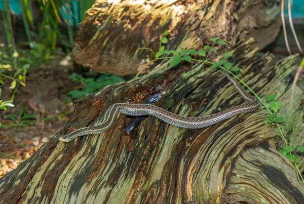 This is a garter snake.  The snake peaking out of the log is a black racer.