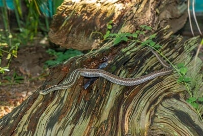 This is a garter snake.  The snake peaking out of the log is a black racer.