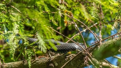 I'm not sure what kind of snake this was, but he was watching me closely.
