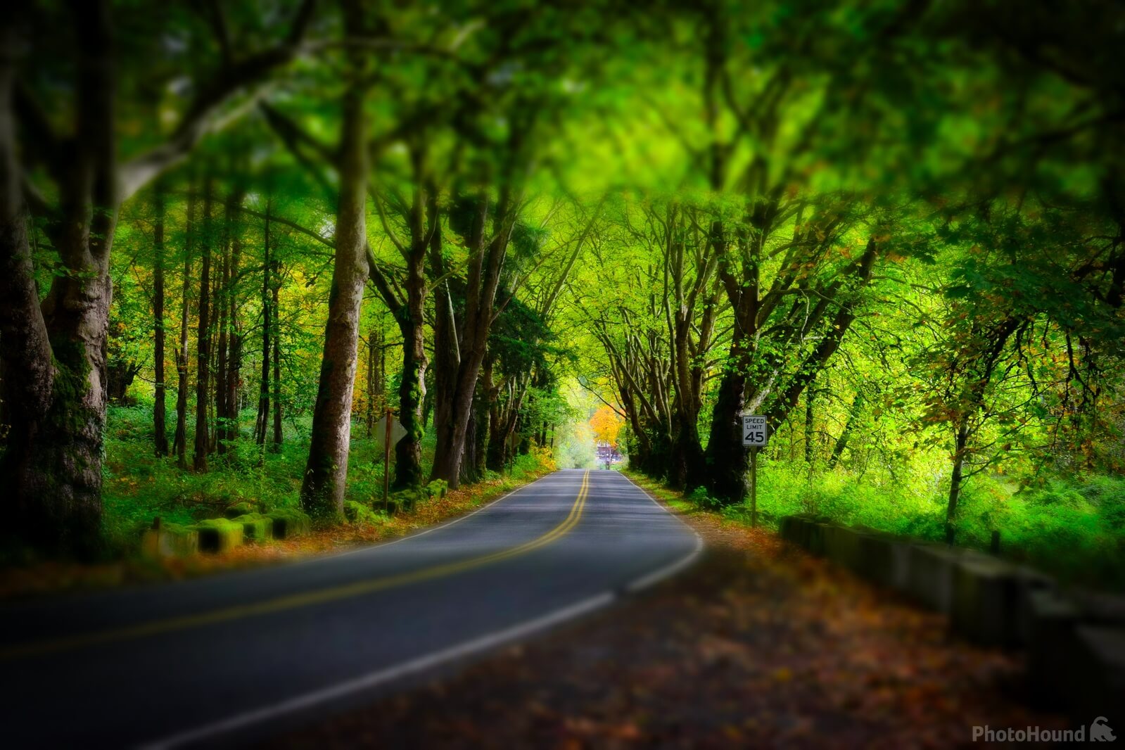 Image of Tree Tunnel, Snoqualmie by Steve West