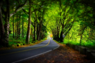 instagram locations in King County - Tree Tunnel, Snoqualmie