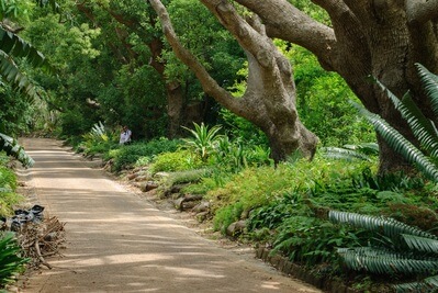 images of South Africa - Kirstenbosch National Botanical Garden
