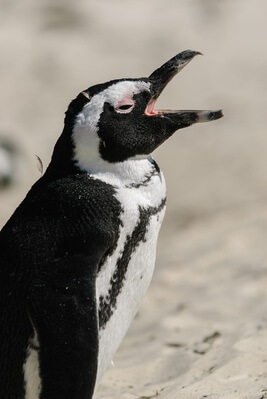 South Africa images - Boulders Penguin Colony