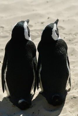 South Africa photos - Boulders Penguin Colony