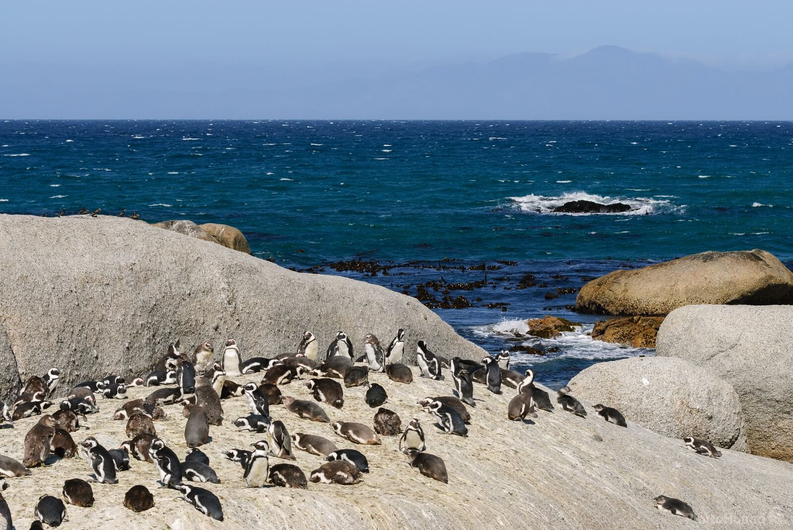 Image of Boulders Penguin Colony by Luka Esenko