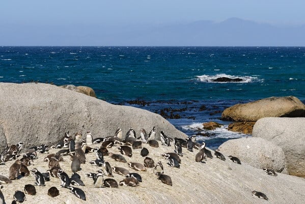 Boulders Penguin Colony