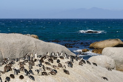 photos of South Africa - Boulders Penguin Colony