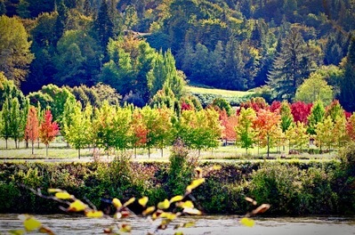 I was out one nice day in the fall and happened upon this tree farm across the Snoqualmie River from where I was located and rewarded with some pretty color.