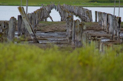 The old bridge Pilings on Crockett Lake.
