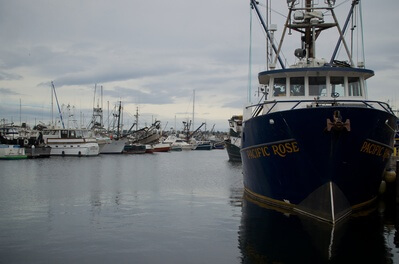 Picture of Fisherman's Terminal - Fisherman's Terminal