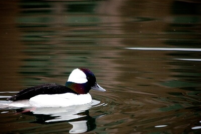 I believe this might be a Bufflehead?  Taken at Drumheller Fountain