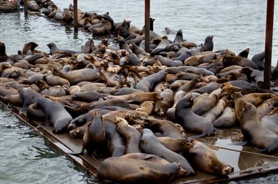 photo spots in Oregon - Sea Lion Haul Out Astoria