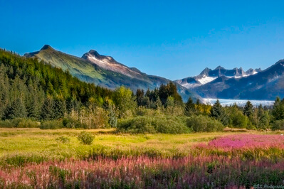 Summer afternoon, cloudless sky, fireweed in the foreground. Taken with my favorite travel camera SONY RX10M4.