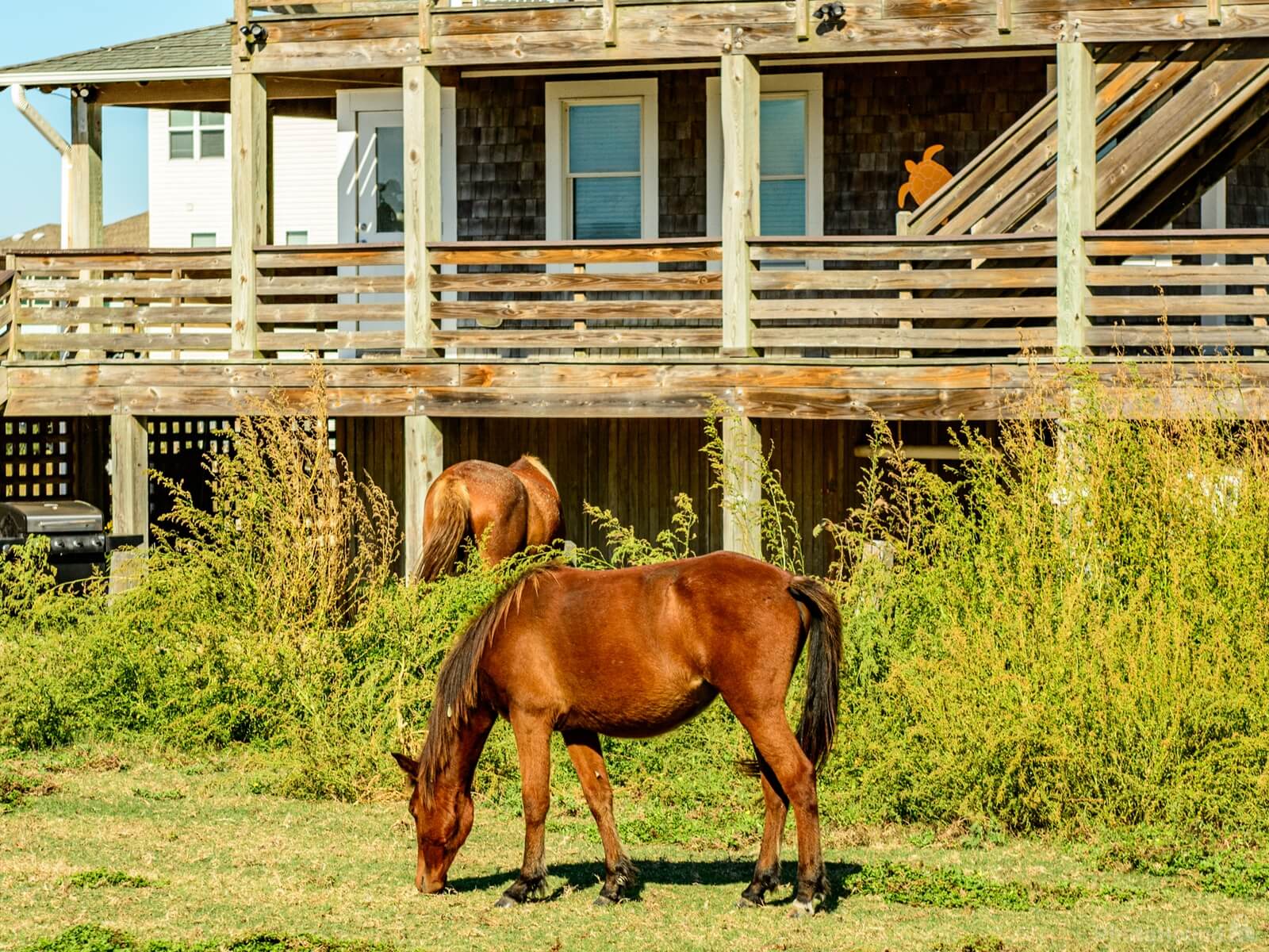 Image of Wild Horses of the Currituck Outer Banks by Wayne Foote
