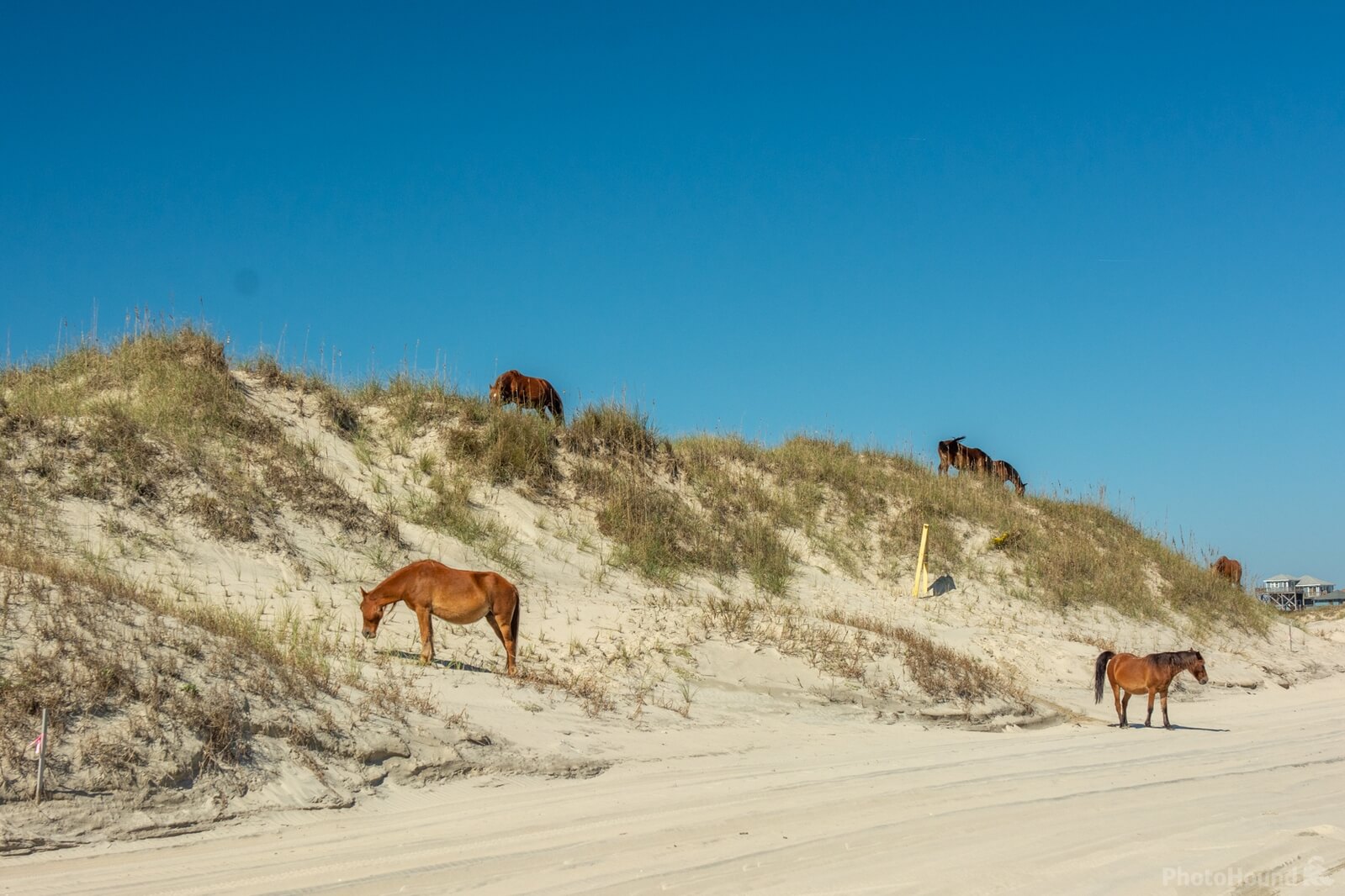 Image of Wild Horses of the Currituck Outer Banks by Wayne Foote