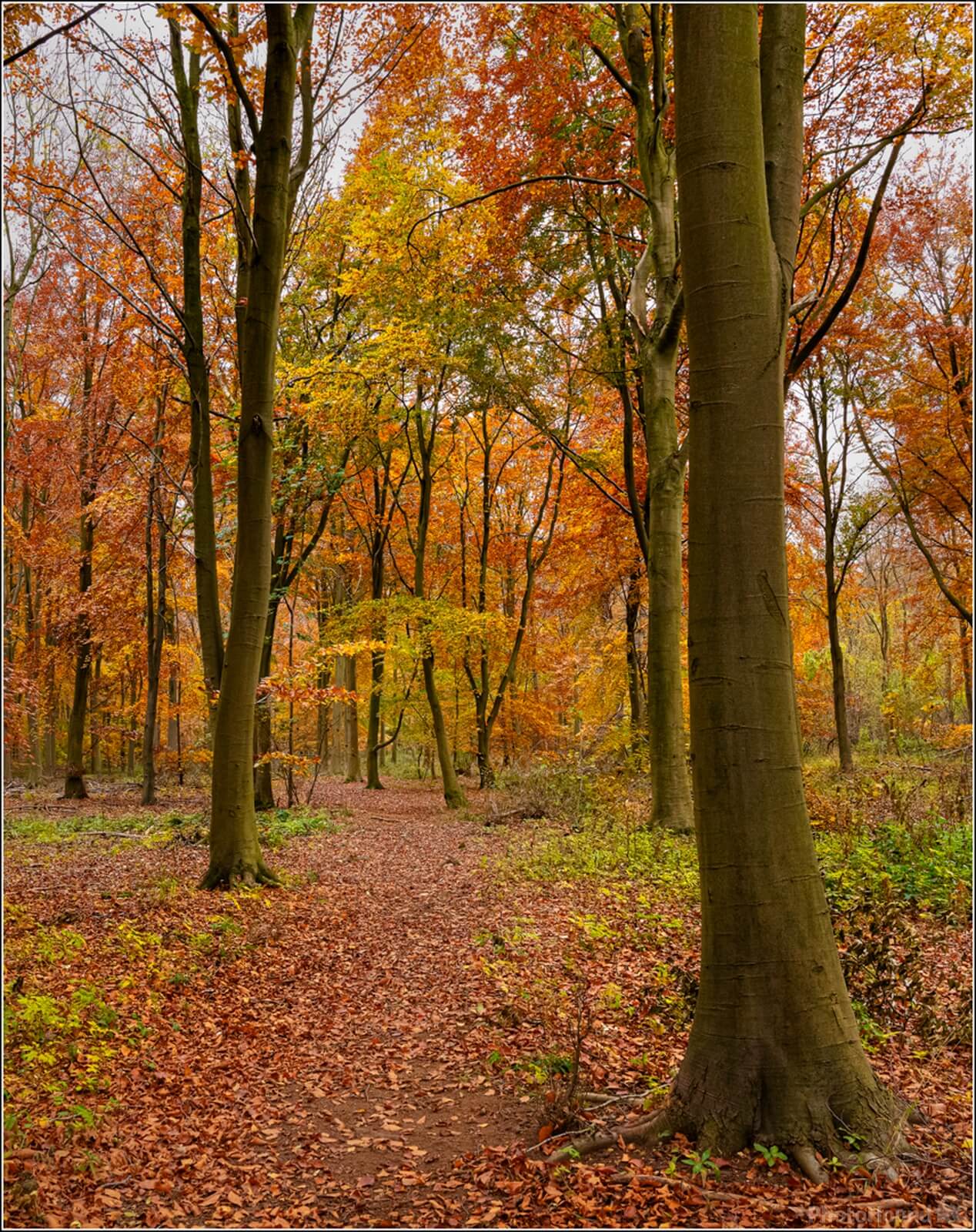 Image of Bedford Purlieus Woods by Malcolm Hupman