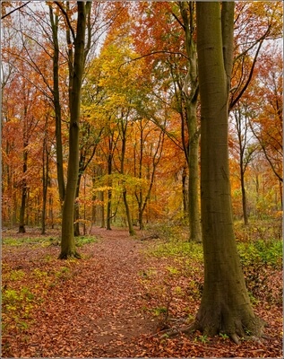 Picture of Bedford Purlieus Woods - Bedford Purlieus Woods