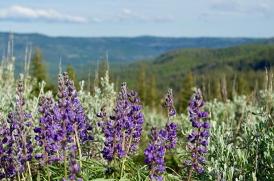 A panoramic view from where the log bench was carved out.  This was taken in June when the wild Lupins were blooming.