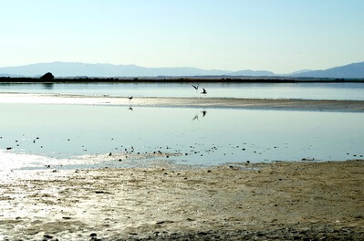 Image of Salton Sea, California - Salton Sea, California